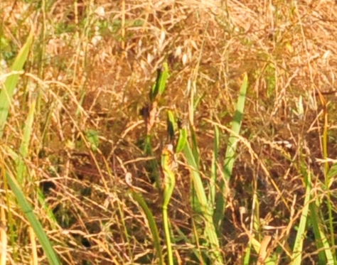 Iris pseudacorus Giaggiolo acquatico Giglio giallo